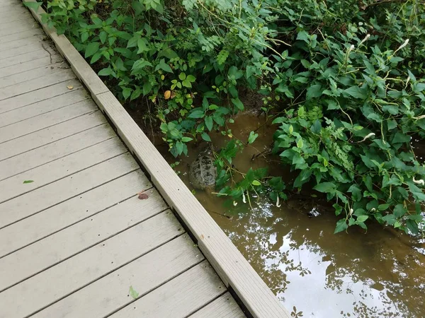 Snapping Schildpad Modderig Water Met Houten Promenade Groene Planten — Stockfoto