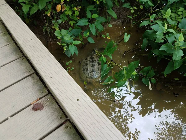 Tortue Serpentine Dans Eau Boueuse Avec Promenade Bois Plantes Vertes — Photo