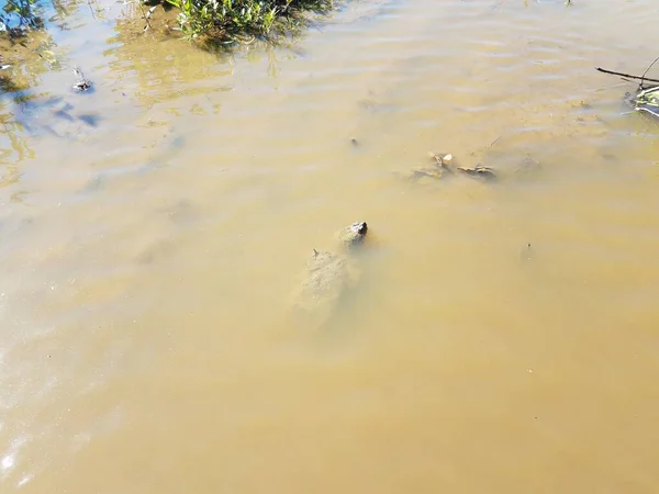 Schnappschildkrötenreptil Schlammigen Wasser Teich Oder See — Stockfoto