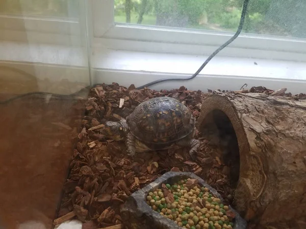 Turtle Shell Aquarium Cage Log Food — Stock Photo, Image