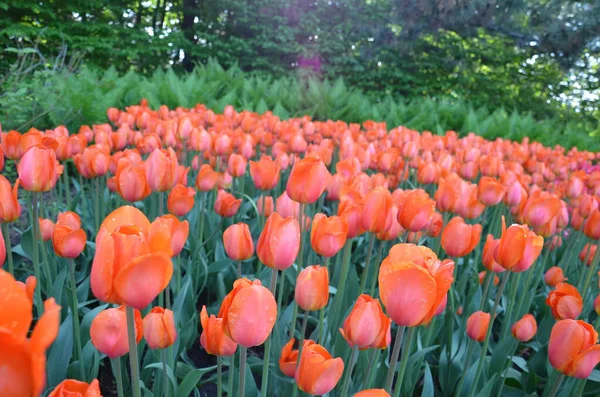 Цветы Оранжевого Тюльпана Зелеными Листьями — стоковое фото