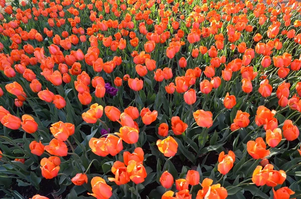 Flores Tulipa Laranja Com Folhas Verdes Florescendo Livre — Fotografia de Stock