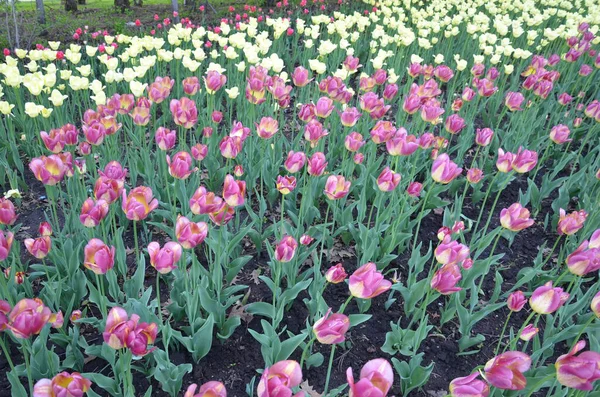 Фиолетовый Белый Тюльпан Цветы Цветут Поле Весной Зелеными Листьями — стоковое фото