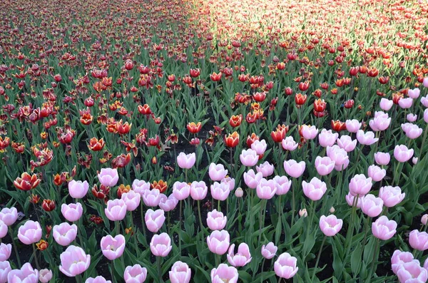 Pink Red Tulip Flowers Blooming Field Spring Green Leaves — Stock Photo, Image