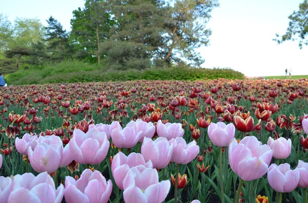 Flores Tulipán Rosadas Rojas Floreciendo Campo Primavera Con Hojas Verdes — Foto de Stock