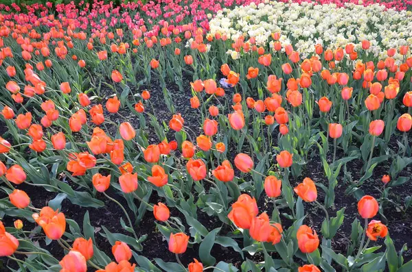 Campo Flores Tulipa Laranja Rosa Florescendo Florescendo — Fotografia de Stock