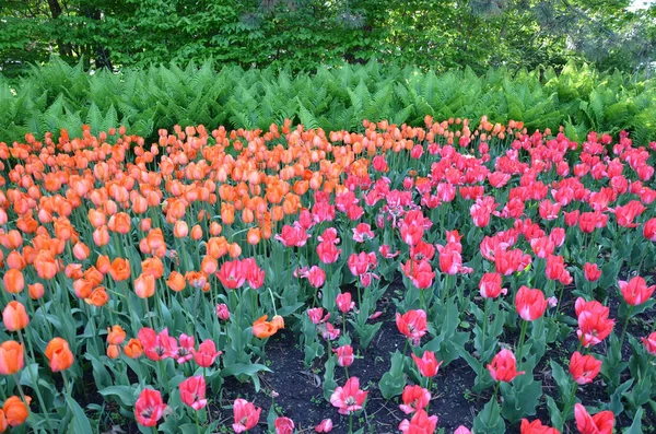 Поле Оранжевых Розовых Цветов Тюльпана Цветения Цветения — стоковое фото