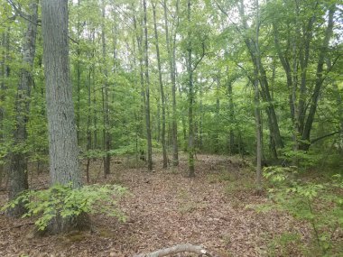 Ağaçlar ve düşmüş yapraklar ormanlarda ya da ormanlarda