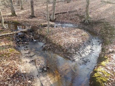 Ormanda ya da ormanda su ya da dere ve düşmüş kahverengi yapraklı ağaçlar.