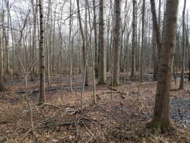 Ormanda ya da ormanda su birikintileri ve yaprakları olan ağaçlar