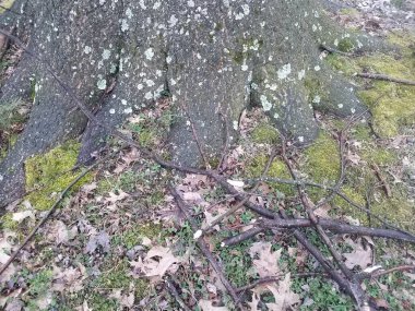 Ağaç gövdesi kökleri, yosunları, sopaları ya da dalları olan.