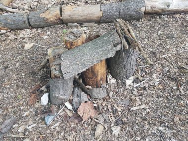 Ağaç gövdeleri ya da kütükler üzerinde ağaç kabuğu ve odun parçaları