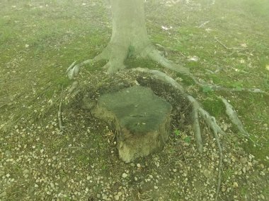 Ağaç kütüğü ve kayaları olan bir ağaç.