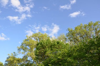 Yeşil yaprakları ve dalları olan uzun ağaçlar ve mavi gökyüzü ve bulutlar