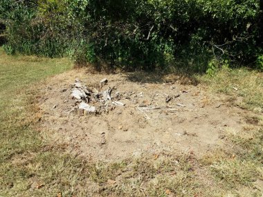 Çimen, çalı ve bitkilerle dolu eski ağaç kütüğü.