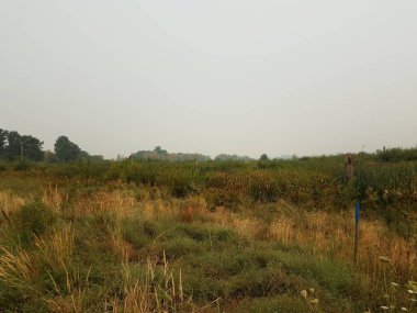 Bataklık, bataklık ya da bataklık bölgesindeki ağaç ve bitkiler