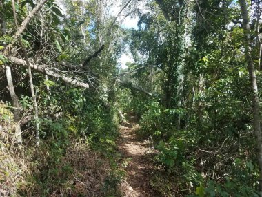 Irma ve Maria Kasırgası 'ndan kopan ağaçlar ve dallar Porto Riko' daki Guajataca ormanında bir patika ya da patika üzerindedir.