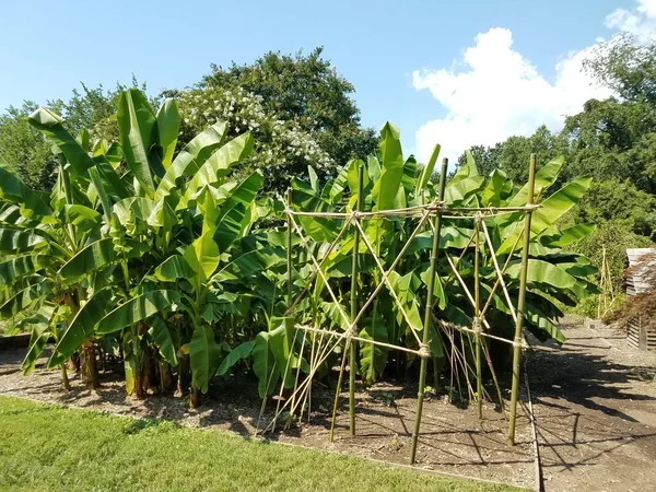 Plante Tropicale Avec Grandes Feuilles Vertes Cadre Support Bambou — Photo