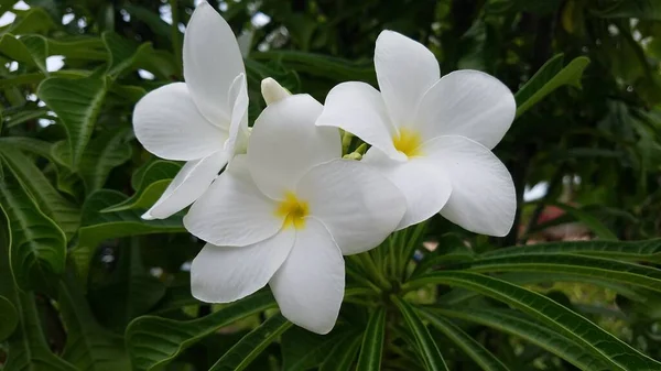 Tropikalna Roślina Zielonymi Liśćmi Białymi Żółtymi Płatkami Kwiatów — Zdjęcie stockowe