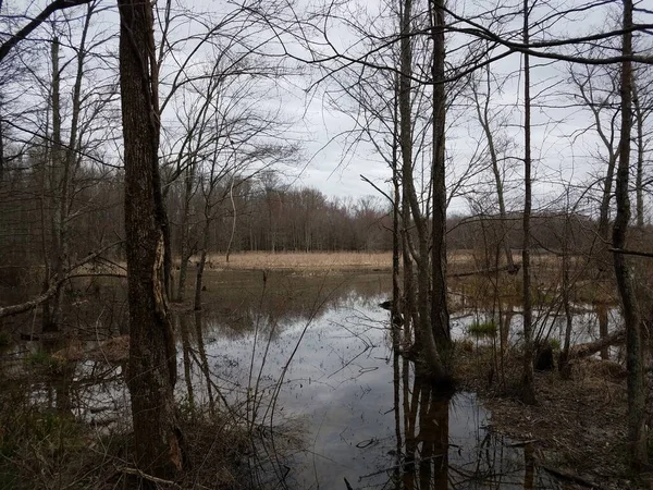 Träd Och Vatten Och Lera Våtmarker Träsk Eller Sumpmarker — Stockfoto