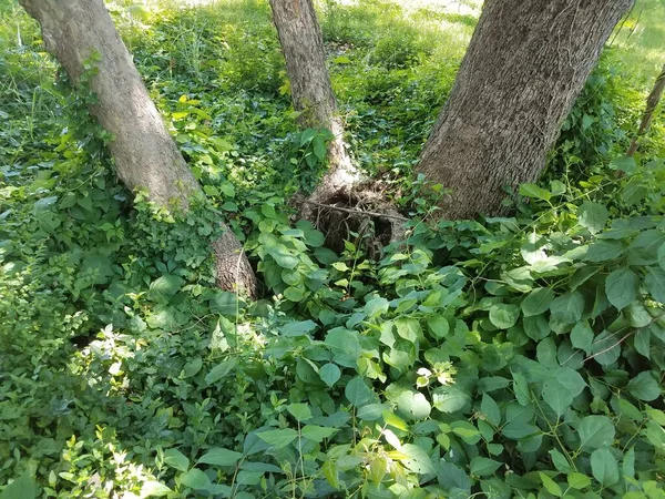 Hole Base Trees Green Plants — Stock Photo, Image