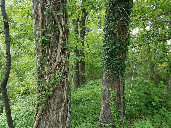trees and vines and green leaves in forest or vines