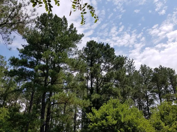Кілька Високих Зелених Дерев Блакитне Хмарне Небо — стокове фото