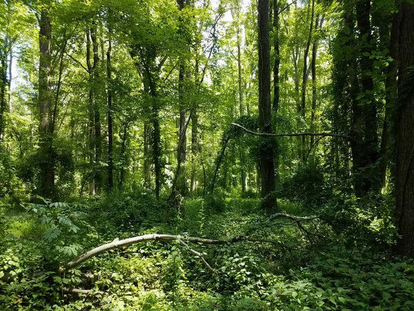 Arbres Dans Les Bois Forêt Avec Des Feuilles Des Branches — Photo