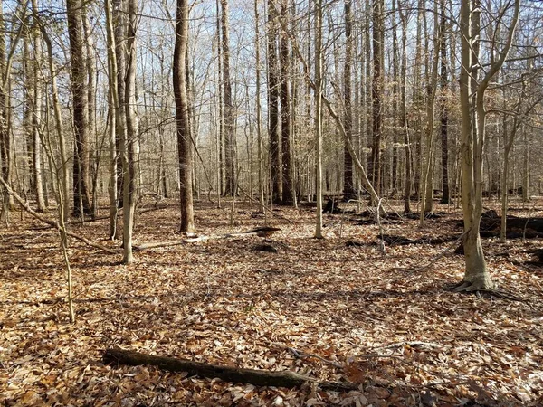 Árvores Folhas Castanhas Caídas Floresta Floresta — Fotografia de Stock
