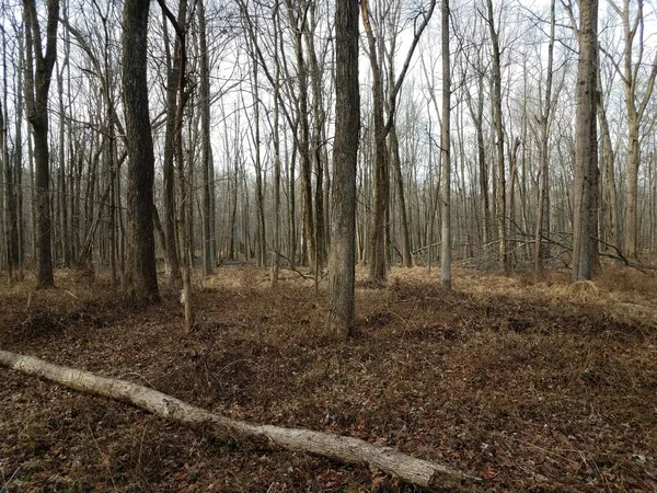 Árboles Bosque Bosques Con Hojas Marrones Suelo —  Fotos de Stock