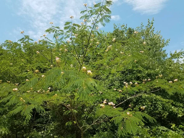 Baum Mit Weißen Und Rosa Blüten Und Grünen Blättern — Stockfoto