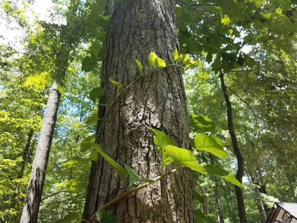 Árvore Alta Com Videira Verde Envolto Torno Dele — Fotografia de Stock
