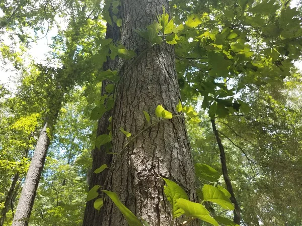 tall tree with green vine wrapped around it