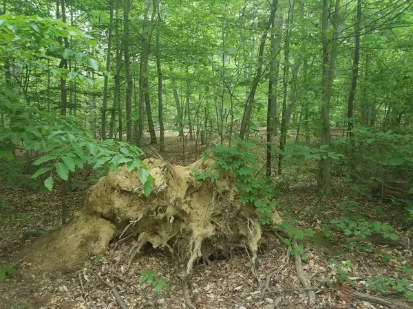 Ein Entwurzelter Baum Mit Wurzeln Wald — Stockfoto