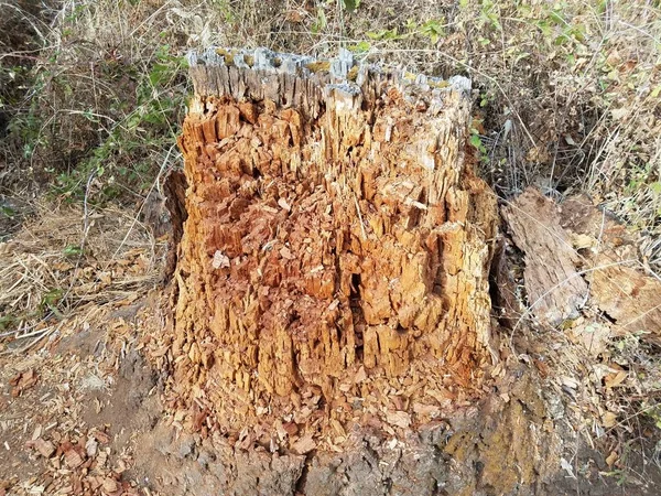 Σάπιος Αποσυντιθέμενος Κορμός Φλοιός Καφέ Δένδρων Κορμός — Φωτογραφία Αρχείου