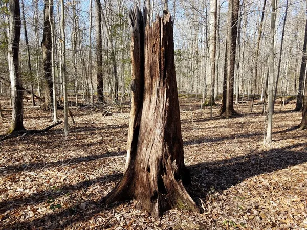 Brun Ruttnande Eller Ruttnande Trädstam Skog Eller Skog — Stockfoto