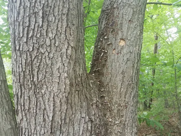 Tronc Arbre Avec Des Champignons Des Champignons Poussant Dessus — Photo