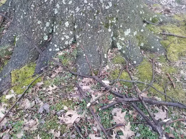 나무줄기에 뿌리와이끼와이끼와 막대기와 — 스톡 사진