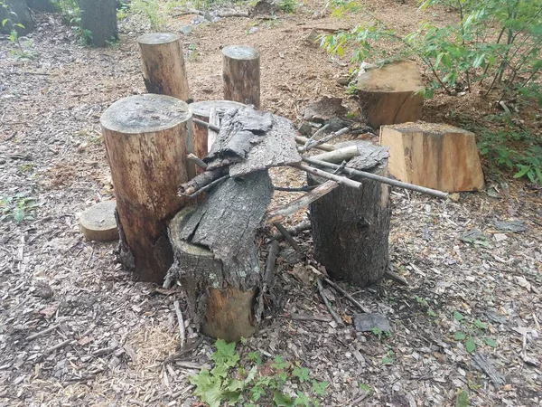 Morceaux Bois Écorce Sur Troncs Troncs Arbres — Photo