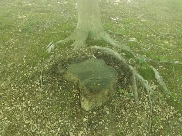 Uma Árvore Com Toco Árvore Pedras Livre — Fotografia de Stock