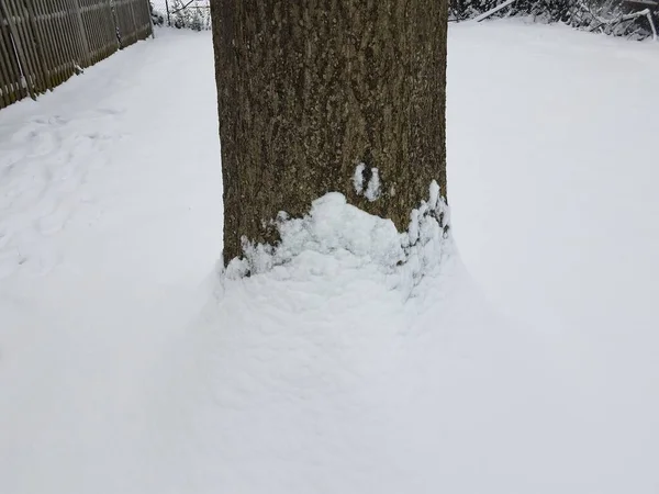 Boomstam Schors Met Witte Sneeuw Winter — Stockfoto