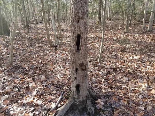 Tree Trunk Woods Forest Holes Animals Brown Leaves — Stock Photo, Image