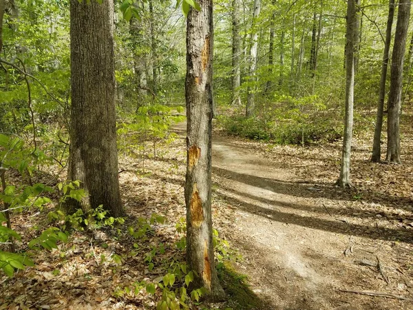Tronco Árvore Danificado Latido Com Trilha Floresta Floresta — Fotografia de Stock