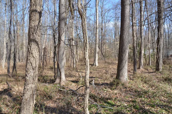 Troncos Ramas Árboles Bosques Bosques — Foto de Stock