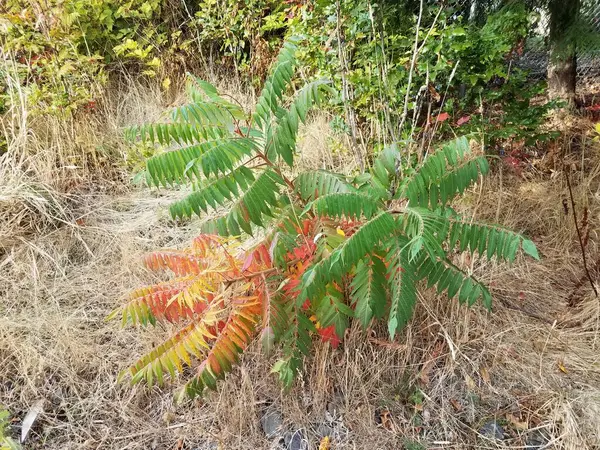 Kleiner Baum Mit Grünen Orangen Und Roten Blättern Braunen Gräsern — Stockfoto