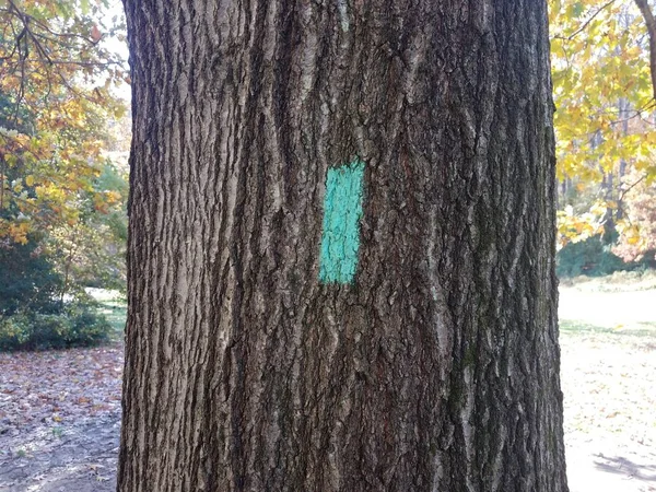 Árbol Con Corteza Marrón Áspera Pintura Verde Tronco —  Fotos de Stock