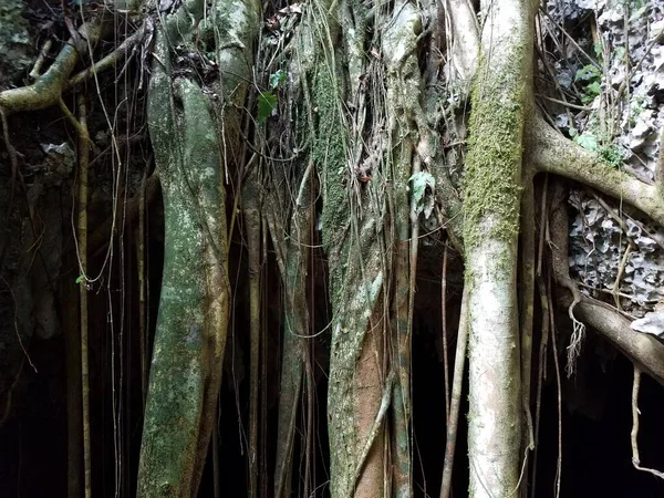 tree roots and vines and moss hanging down in cave in the Guajataca forest in Puerto Rico