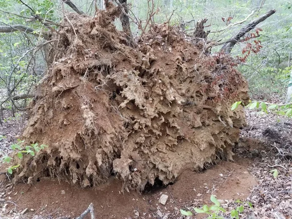 Árvore Caída Danificada Com Raízes Árvores Sujeira Floresta Floresta — Fotografia de Stock