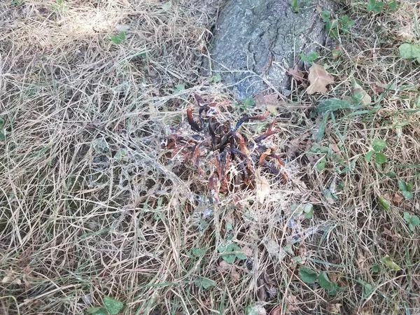 Mantarlı Ağaç Kökü Salyangoz Sümüklü Böcek — Stok fotoğraf