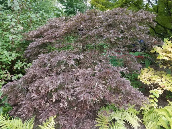 a purple Japanese maple tree with white spots on it